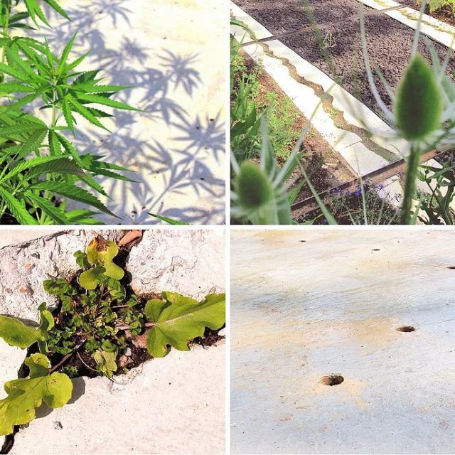 05 Spinaspacca_-_Chaumont_per_sito_web_RIED2