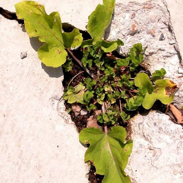 07_antonioperazzi_Spinaspacca