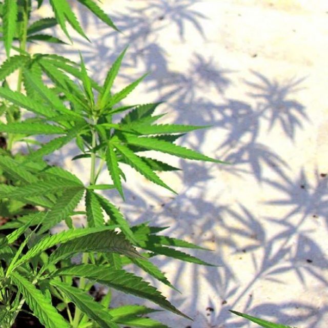 09_antonioperazzi_Spinaspacca