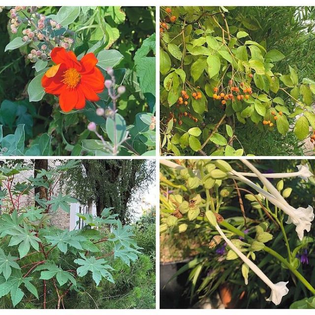 Il_Salotto_delle_Erbacce_-_Bergamo_per_s (3)